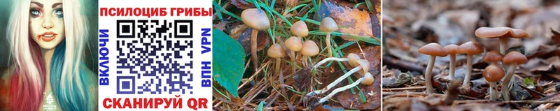 наркота  Дятьково  Псилоцибиновые грибы Psilocybine cubensis 